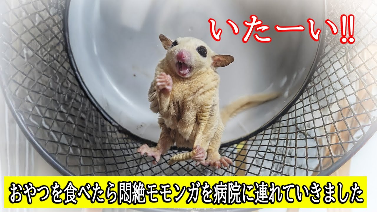 食べたら悶絶？！モモンガを病院に連れて行きました