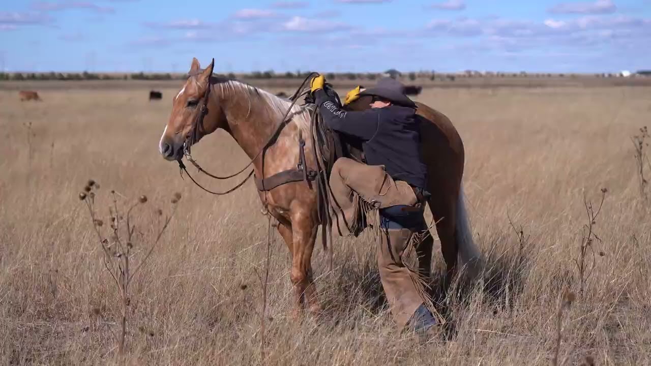 Cornbread selling @horsebid