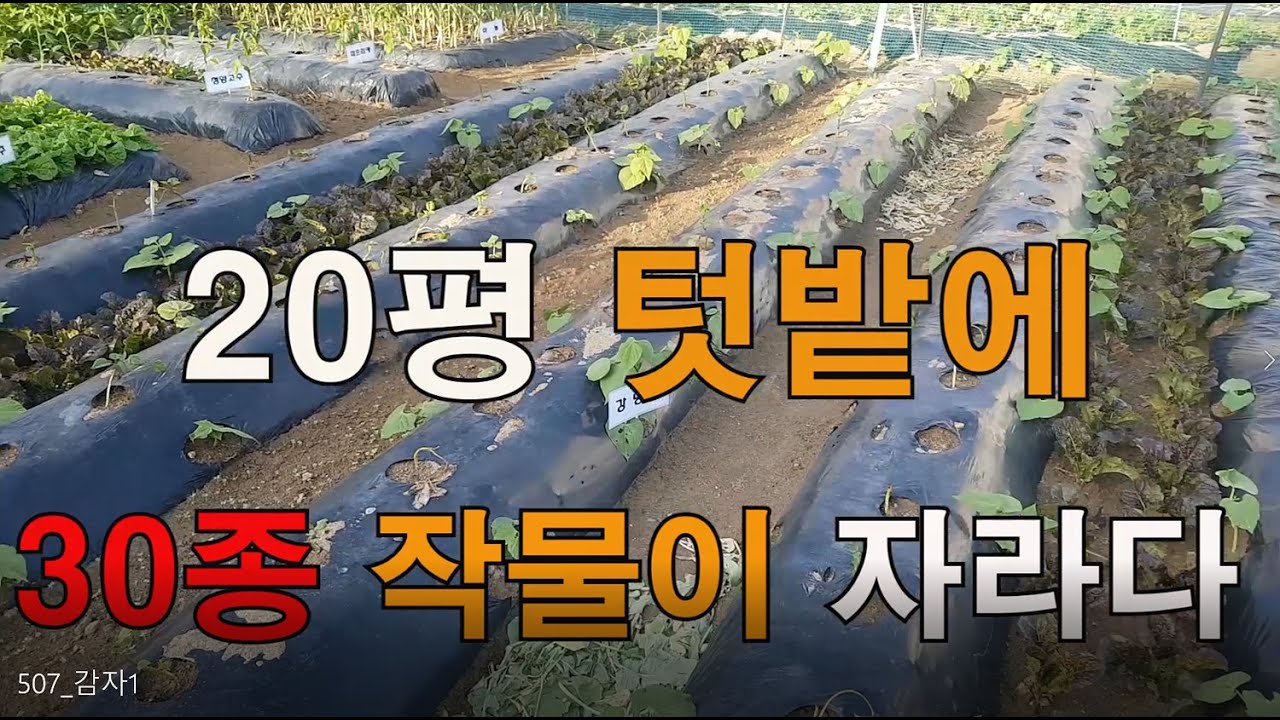 20평 텃밭에 30종의 농작물이 자라고있습니다. 주말농장, 텃밭가꾸기, 도시농부, 도시농사