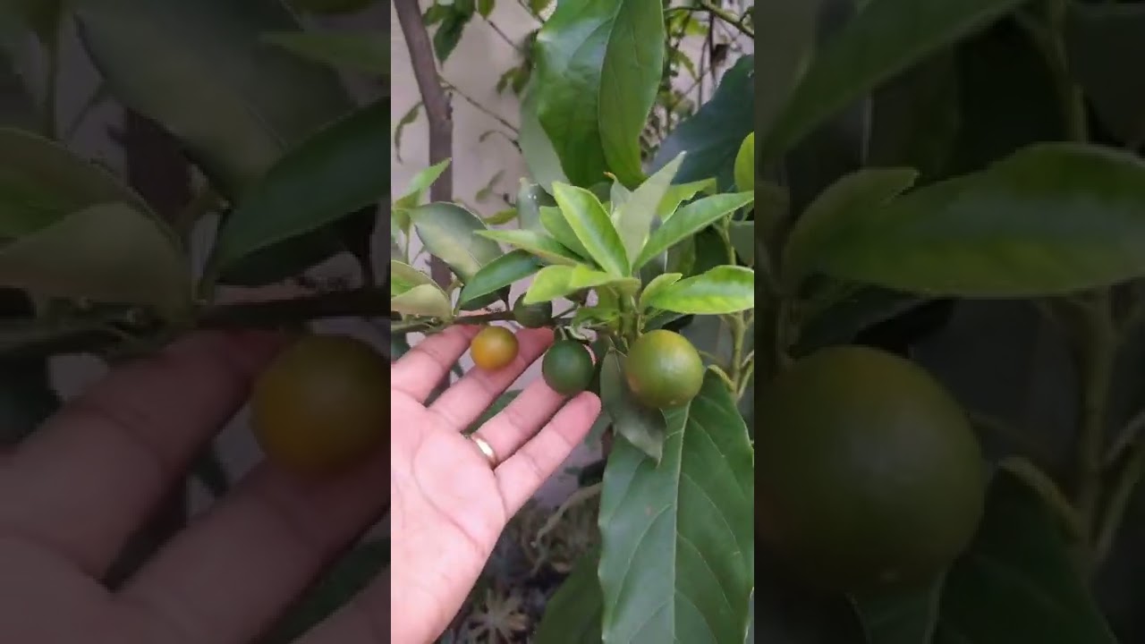 Esse Adubo faz as Frut&iacute;feras estourarem de tantos frutos