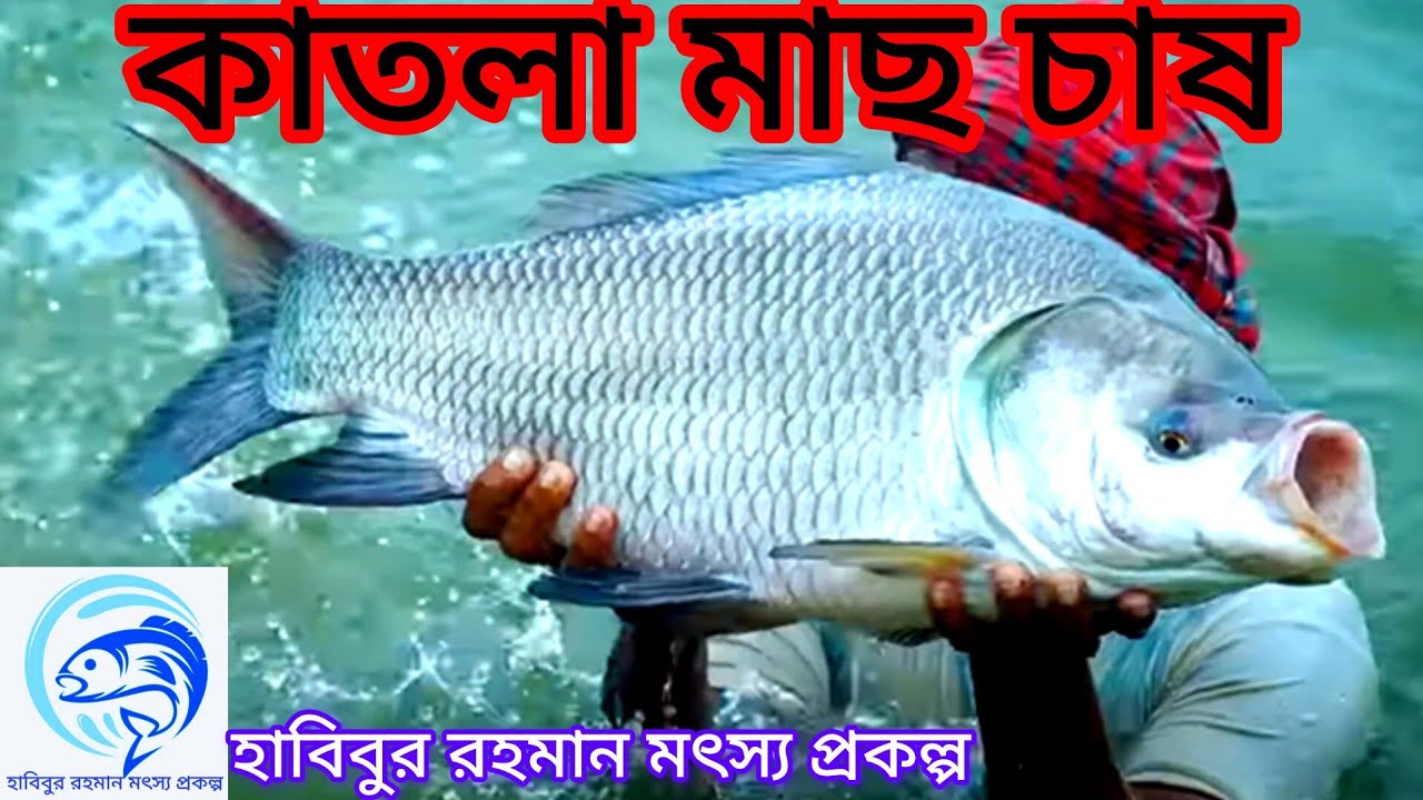 ৪০.. কাতলা মাছ চাষ সম্পর্কে সংক্ষিপ্ত আলোচনা।