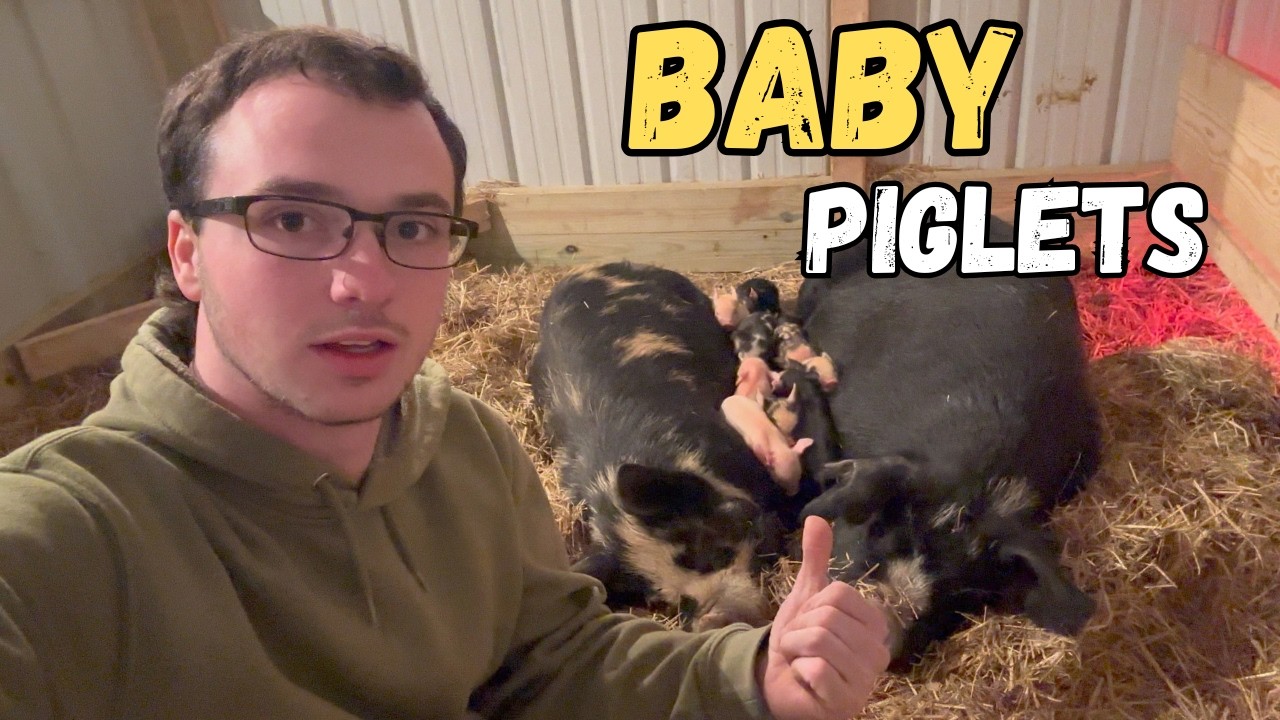 Pigs, Pigs & More Pigs | Life on the Homestead
