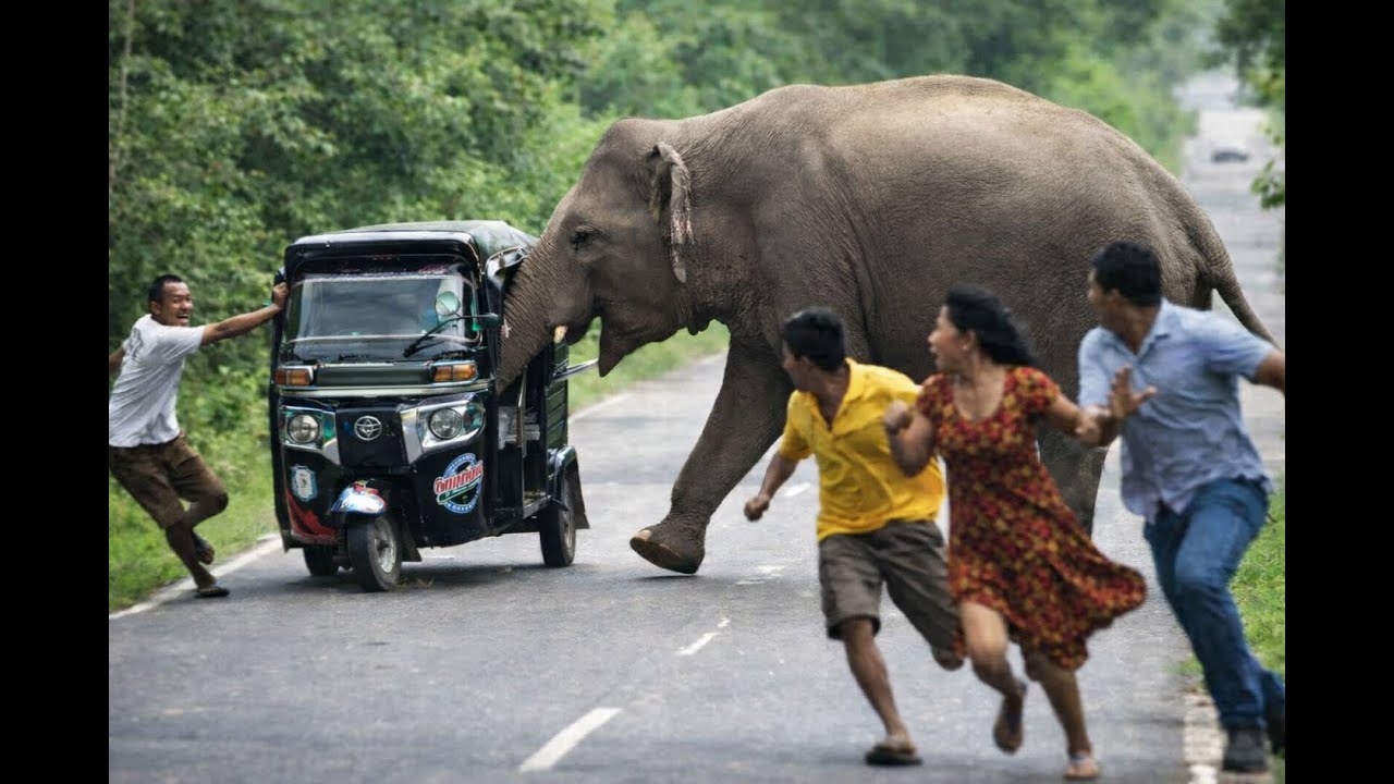Terror on the Jungle Highway: A Giant Blocks the Escape