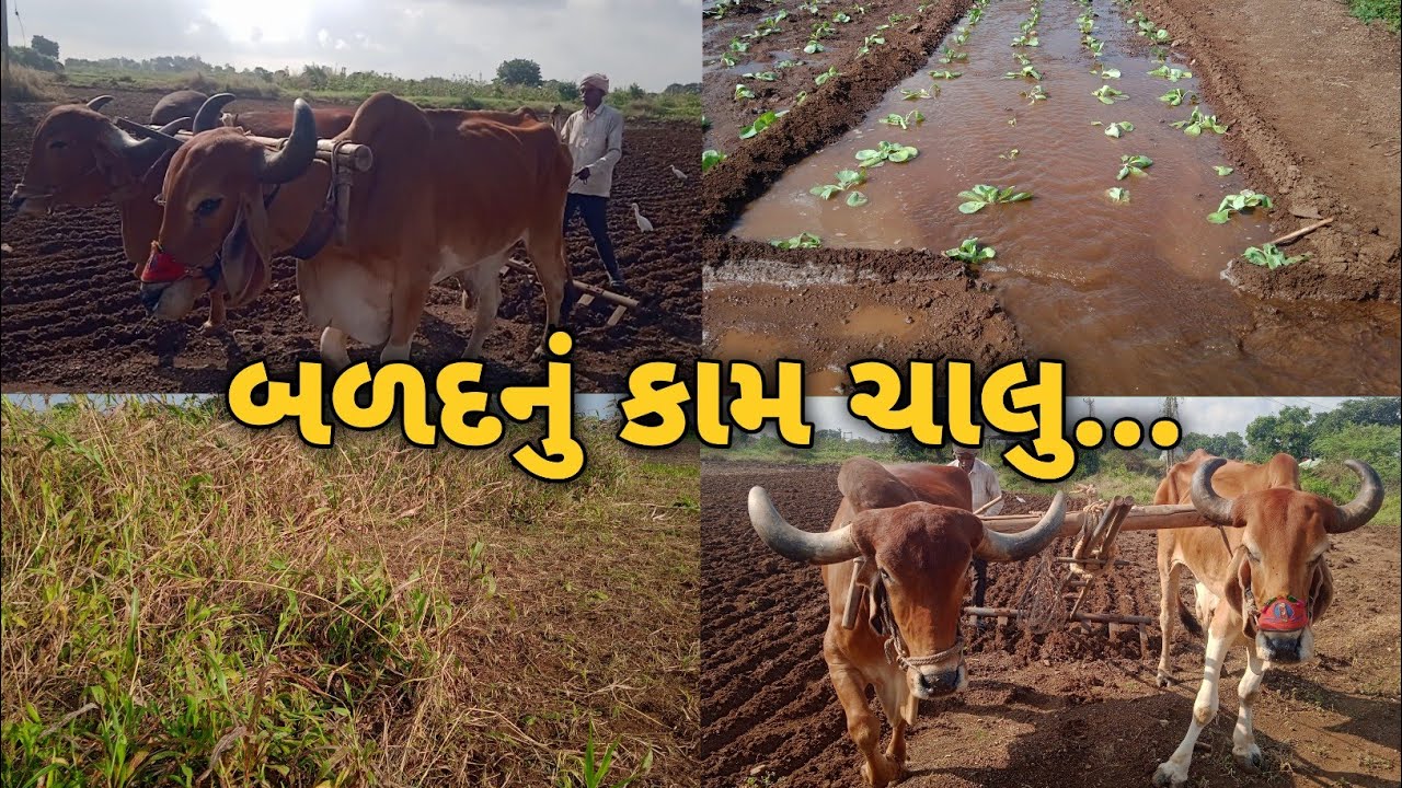 લાંબા સમય પછી બળદનું કામ ચાલુ 😊