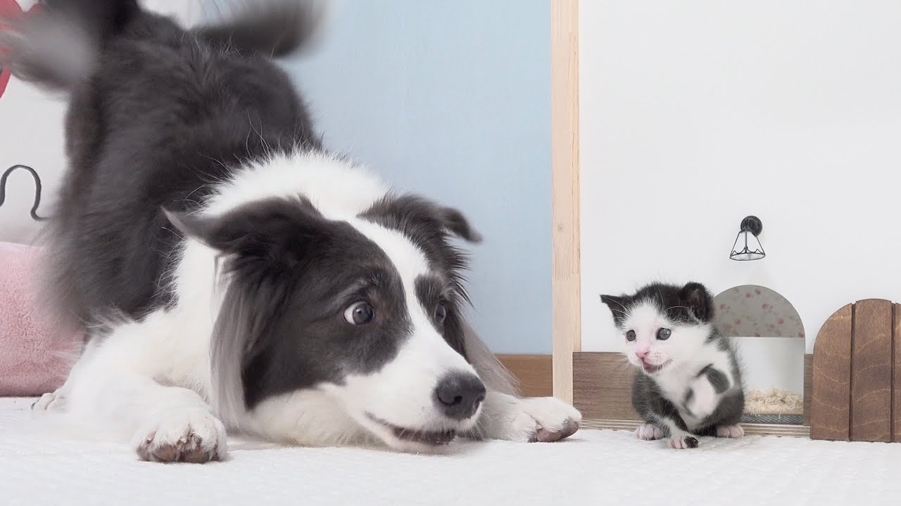 My Dog Reacts to a Tiny Rescued Kitten Taking His First Steps