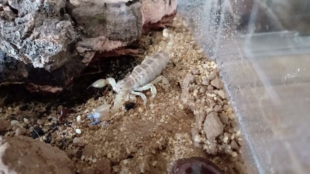 Scorpio maurus palmatus - Israeli gold scorpion #scorpion #inverts