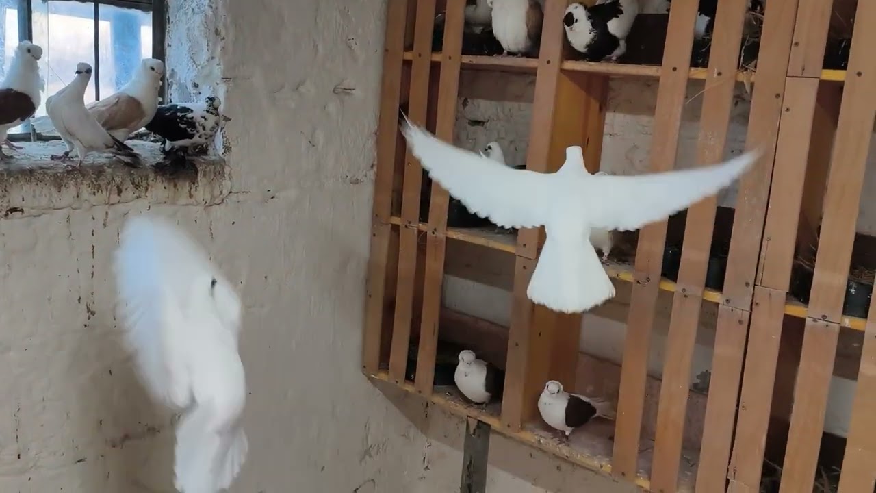 Zaczynamy lęgi 🕊️😊