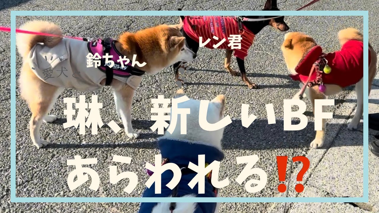 琳、新しいBF現れる#柴犬＃白柴＃赤柴＃ご飯#散歩＃掃除#おともだち＃ヤンチャガール ＃多頭飼い＃犬のいる生活＃癒し＃可愛い#楽しい1日#6ヶ月＃5才＃鬼嫁＃優夫#あそび#日向ぼっこ#犬バカ