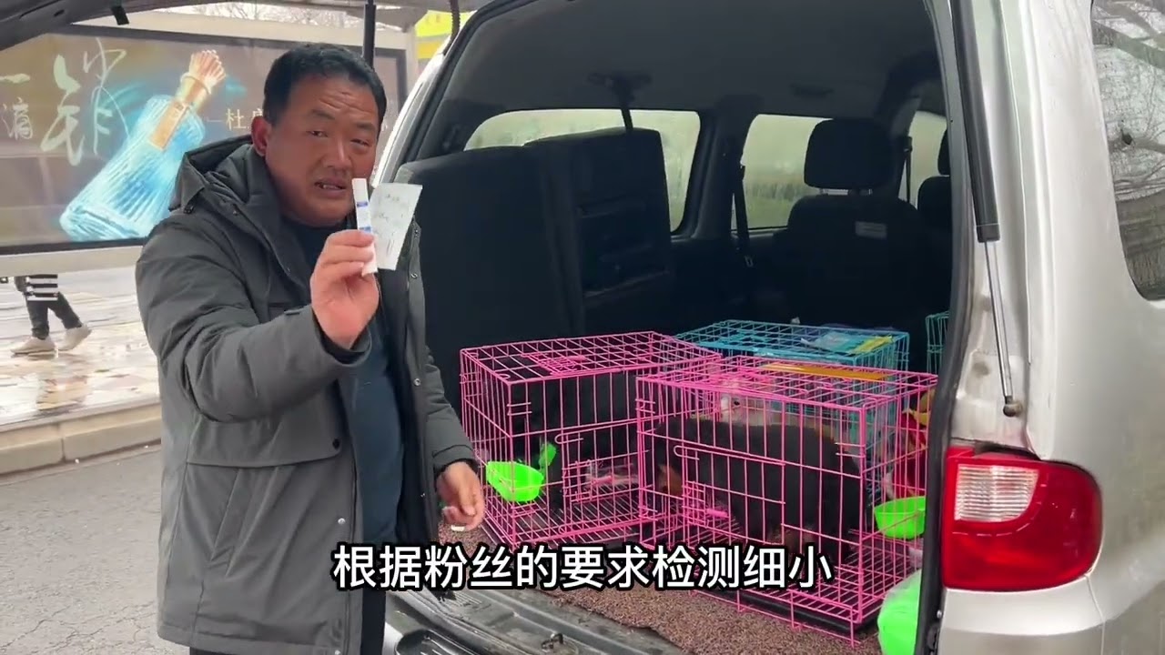 宠物界里面的“贵族”，价位比一头牛都要贵，亮哥这是第三次代购