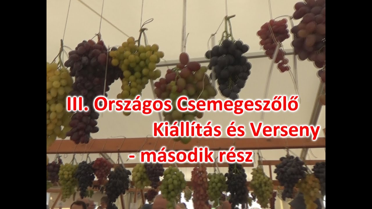 III. ORSZÁGOS CSEMEGESZŐLŐ KIÁLLÍTÁS ÉS VERSENY 2024 második rész