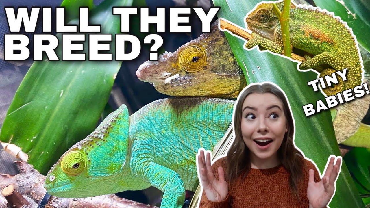 BREEDING MY CHAMELEONS! | Enclosure Upgrades, Updates And Breeding projects