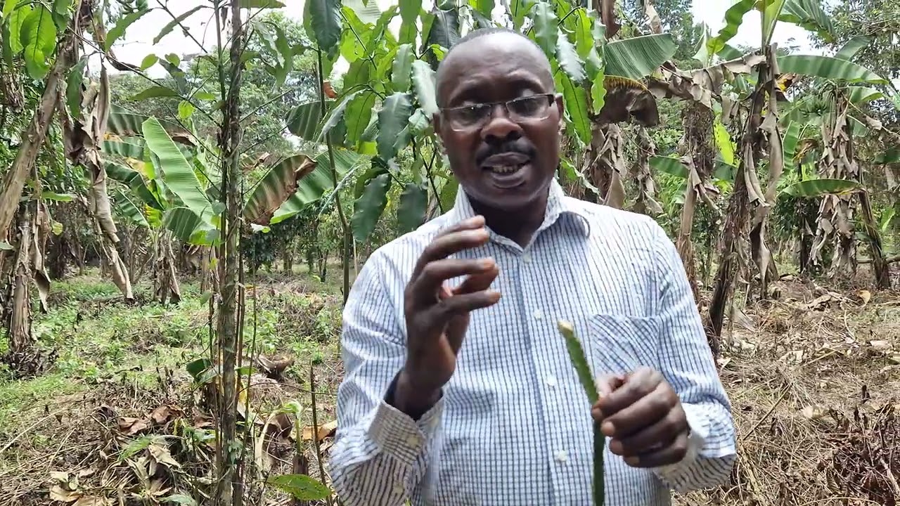 Ettalo lijjaanjabise Akakukuulu owonerawo