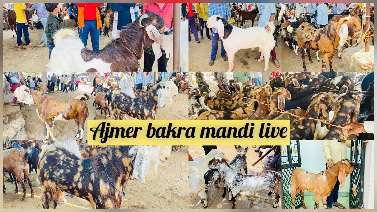 1 JUNE AJMER BAKRA MANDI LIVE UPDATE GOAT MARKET COVER WITH PRICE EID MARKET LIVE AT AJMER #2024#