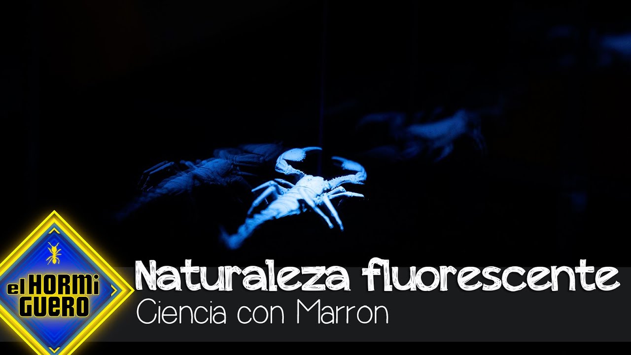 Marron sorprende a la familia Sánchez Saborido con la naturaleza fluorescente - El Hormiguero