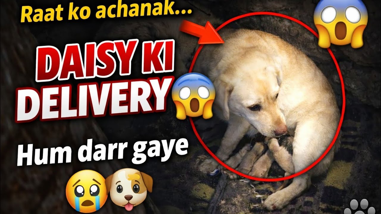 || DAISY KI DELIVERY ACHA NAK😱|| EP 36||