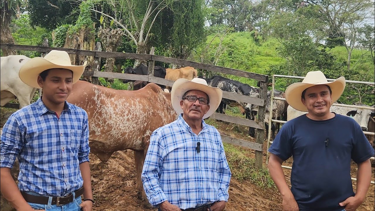 GYR y SIETE COLORES.. Rancho EL PARAISO.. Ixtapangajoya.. Chiapas.. MX... 