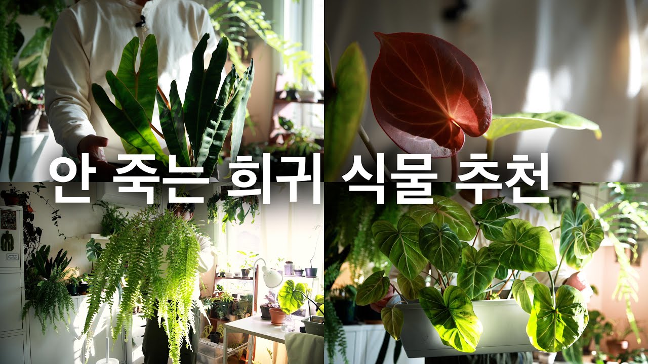잘 안 죽는 예쁜 희귀식물 추천 & 요즘 예쁜 식물들 #5