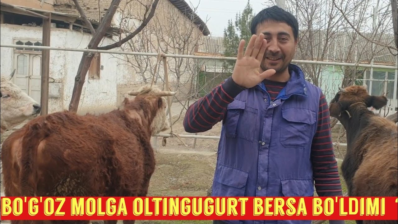Битларга карши курашиш. Уй шароитида