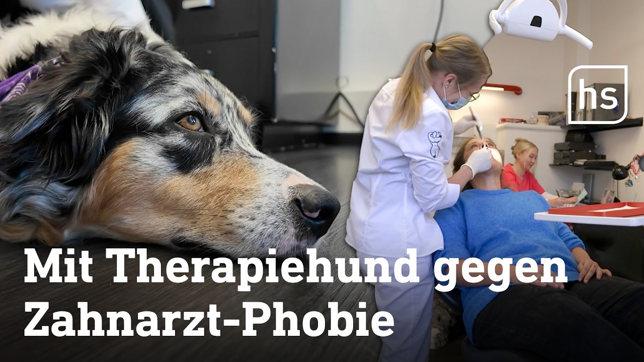 Hund nimmt Patienten in Zahnarztpraxis die Angst | hessenschau