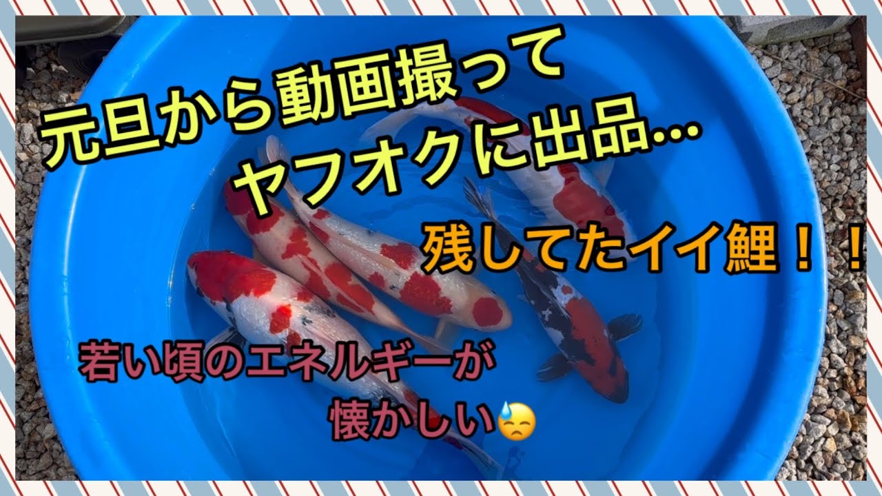 正月セール ヤフオク出品鯉