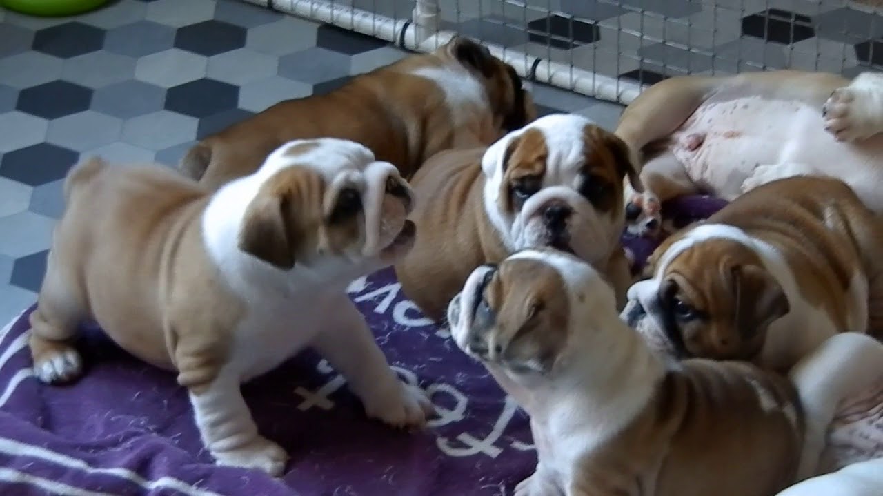 English Bulldog Puppies - 7 weeks old - Axel x Amelia babies
