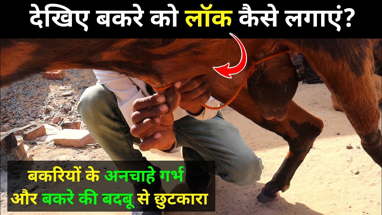 बकरे को लॉक लगाने का सही तरीका इससे बकरियों के अनचाहे गर्भ और बकरे की बदबू से छुटकारा