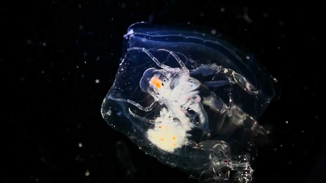 Plankton Chronicles - Phronima