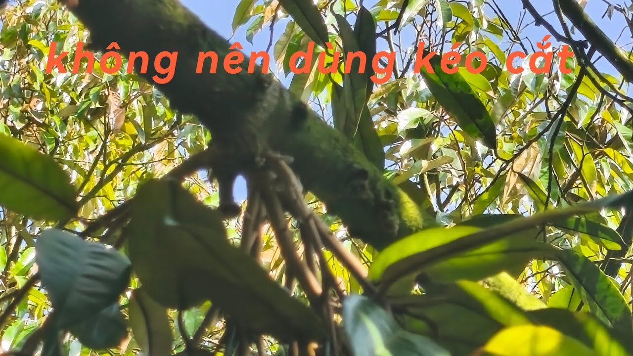 # 200 Nhánh bơi nên chọc hay cắt bằng kéo 
