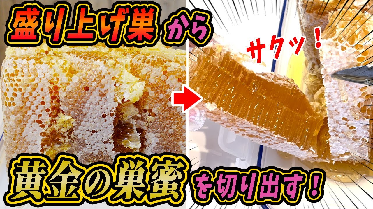 【幻！？】盛り上げ巣から黄金の巣蜜を切り出しました！