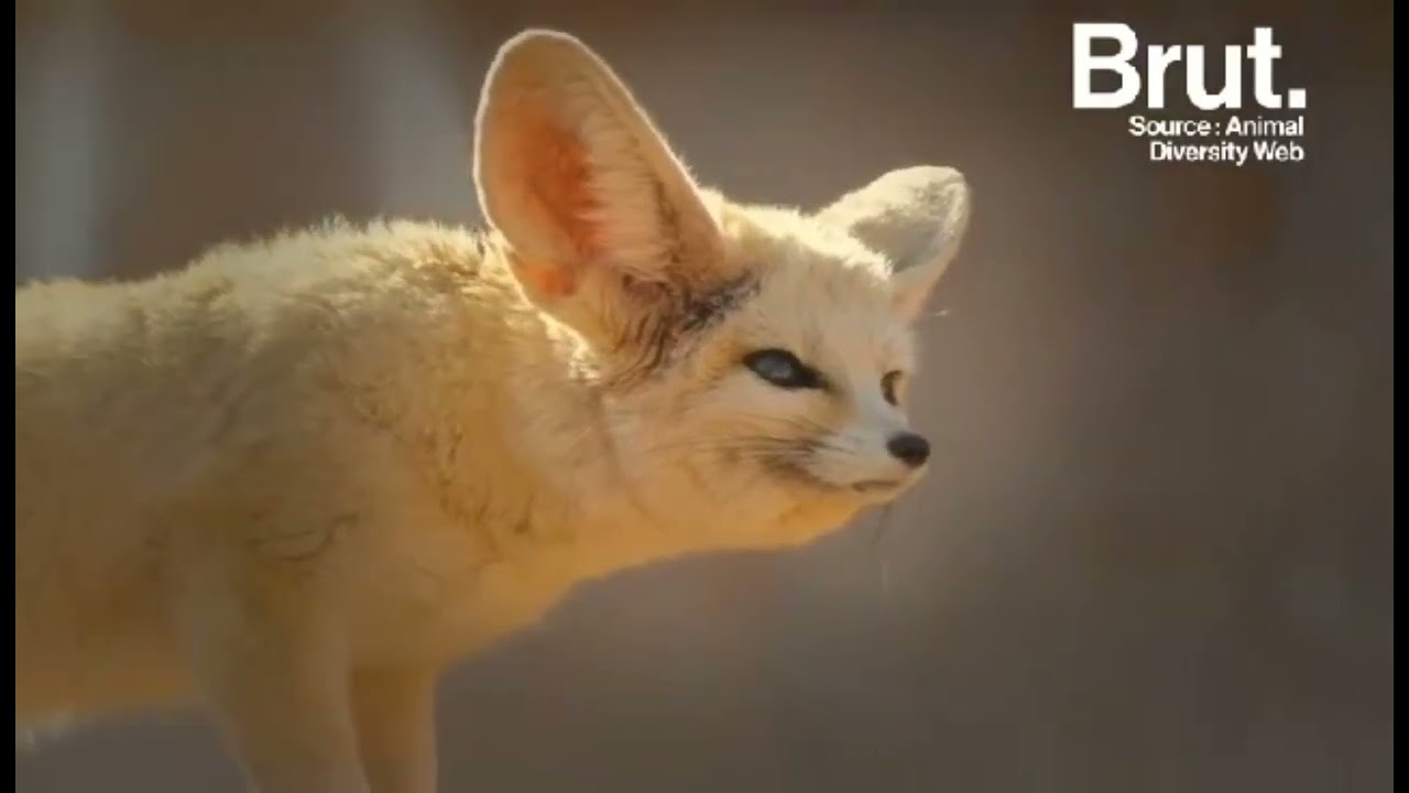 support audiovisuel 5ap. présenter le fennec.