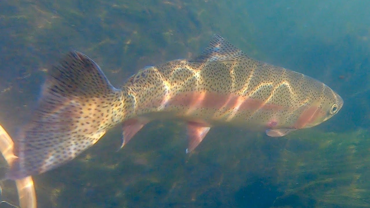 Cheesman Canyon Fall 2020(South Platte River/Colorado Fly Fishing)