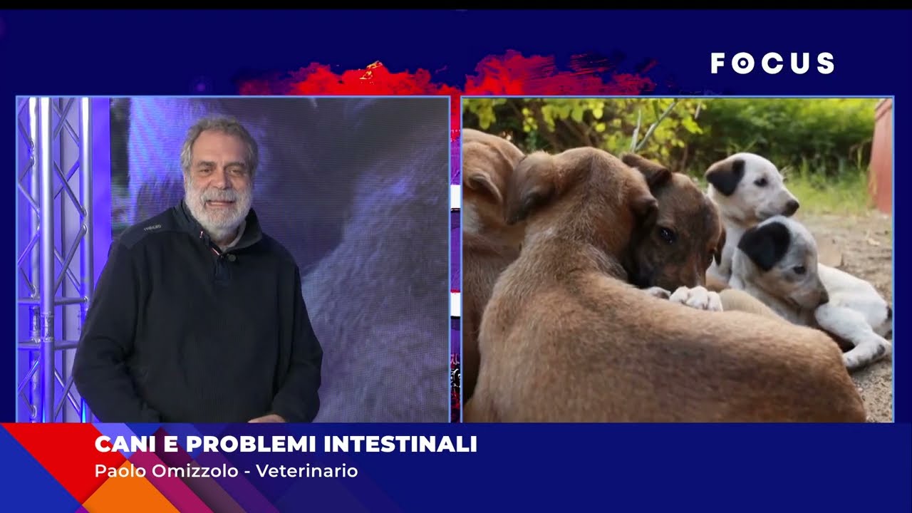 Cani e Problemi Intestinali