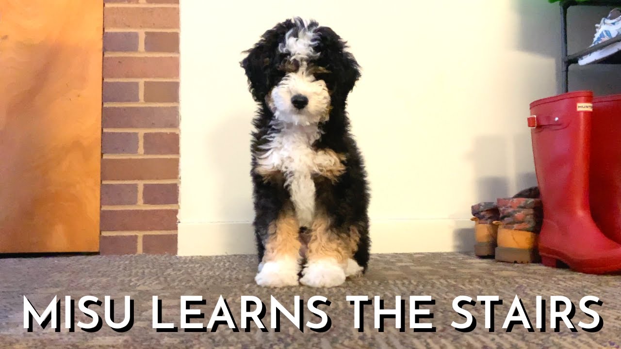3 Month Old Bernedoodle Puppy Learning How To Climb Up And Down The Stairs
