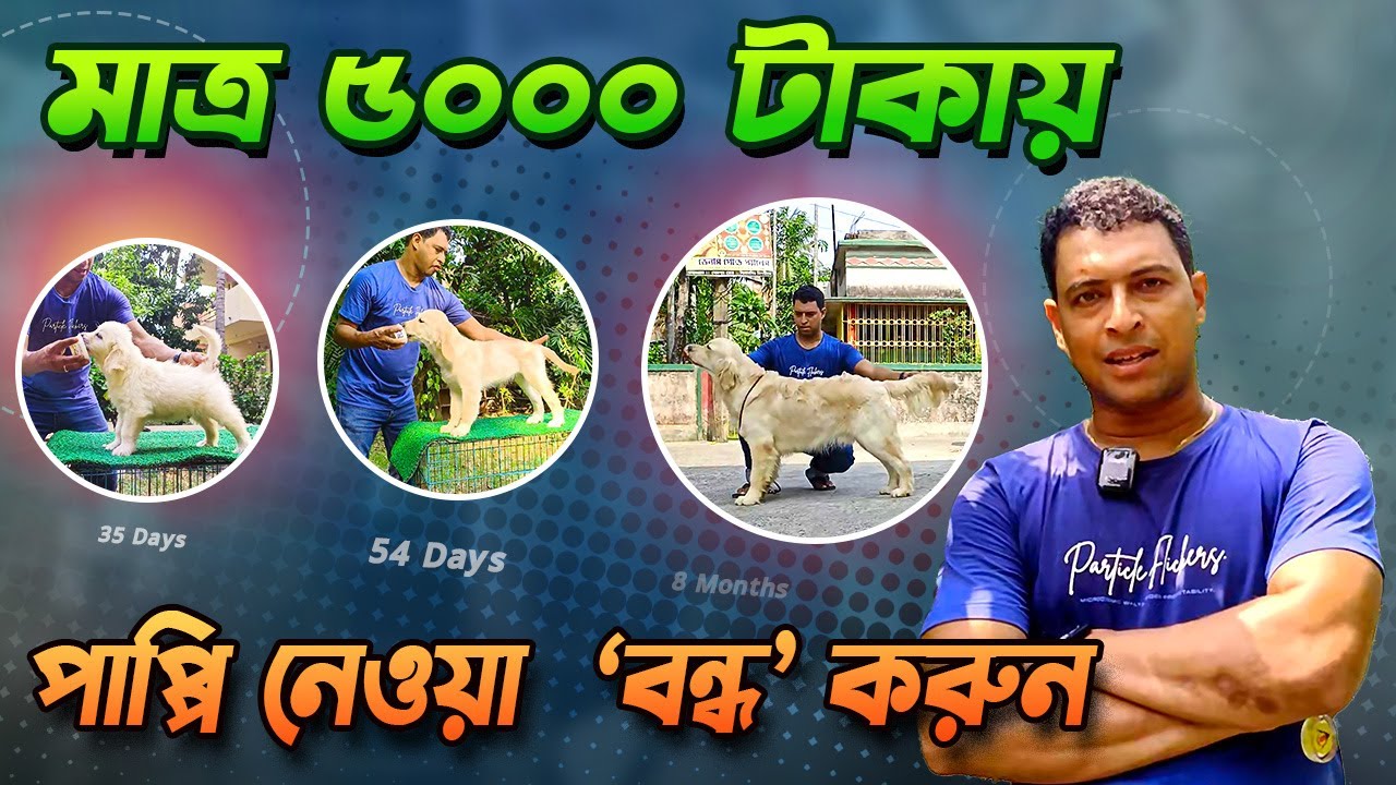 BEST DOG BREEDER | SENTRIEVER'S KENNEL | LIVING WITH 20+ DOGS | 86978 49973