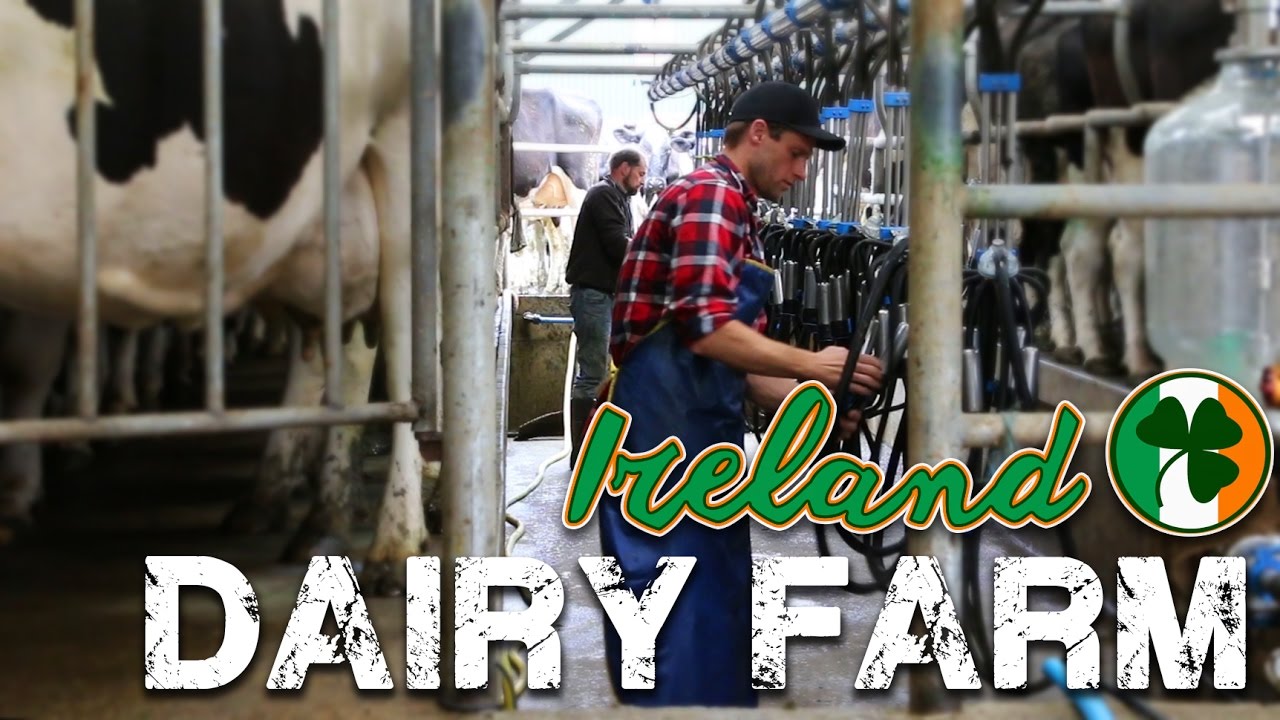 Working on a Dairy Farm in Ireland