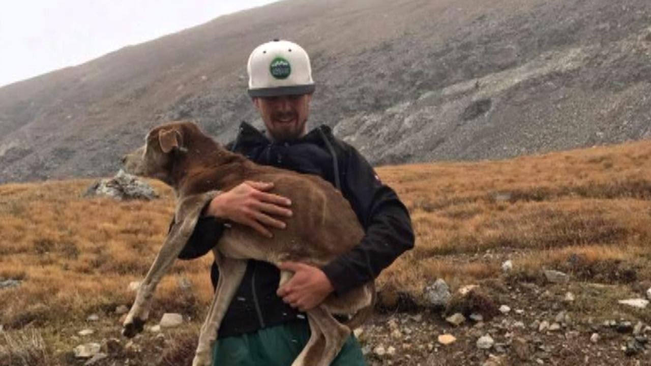 Dog Lost During Mountain Hike Reunites With Owner 6 Weeks Later