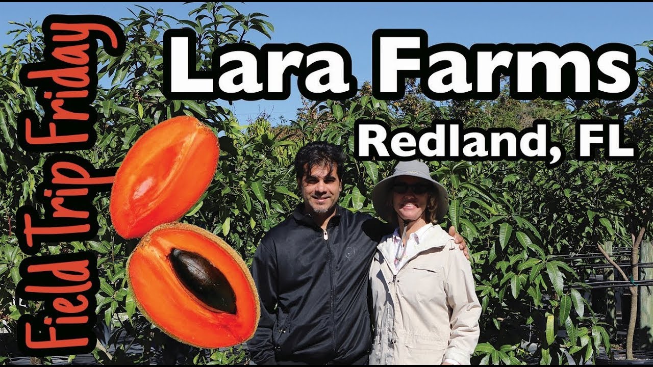 Field Trip Friday- Lara Farms in Redland, FL