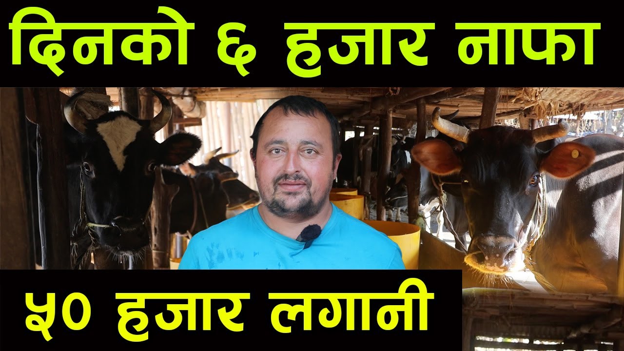 दिनको ६ हजार नाफा कमाउन मात्रै ५० लगानी भए पुग्छ ! अनुभव भने चाहियो, पेसामा टिक्न पर्यो||kiranpaudel
