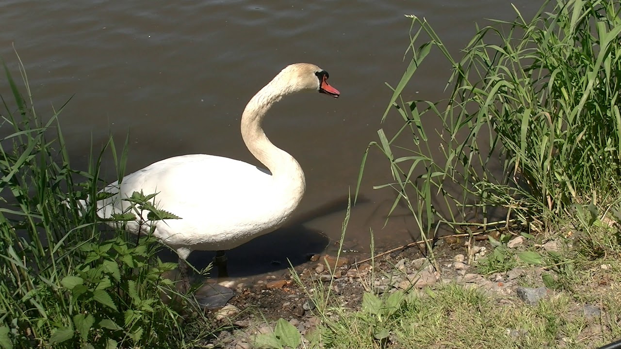 Labuť Velk&aacute;