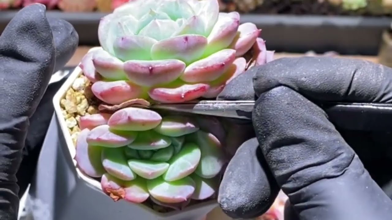 Super succulent ASMR.