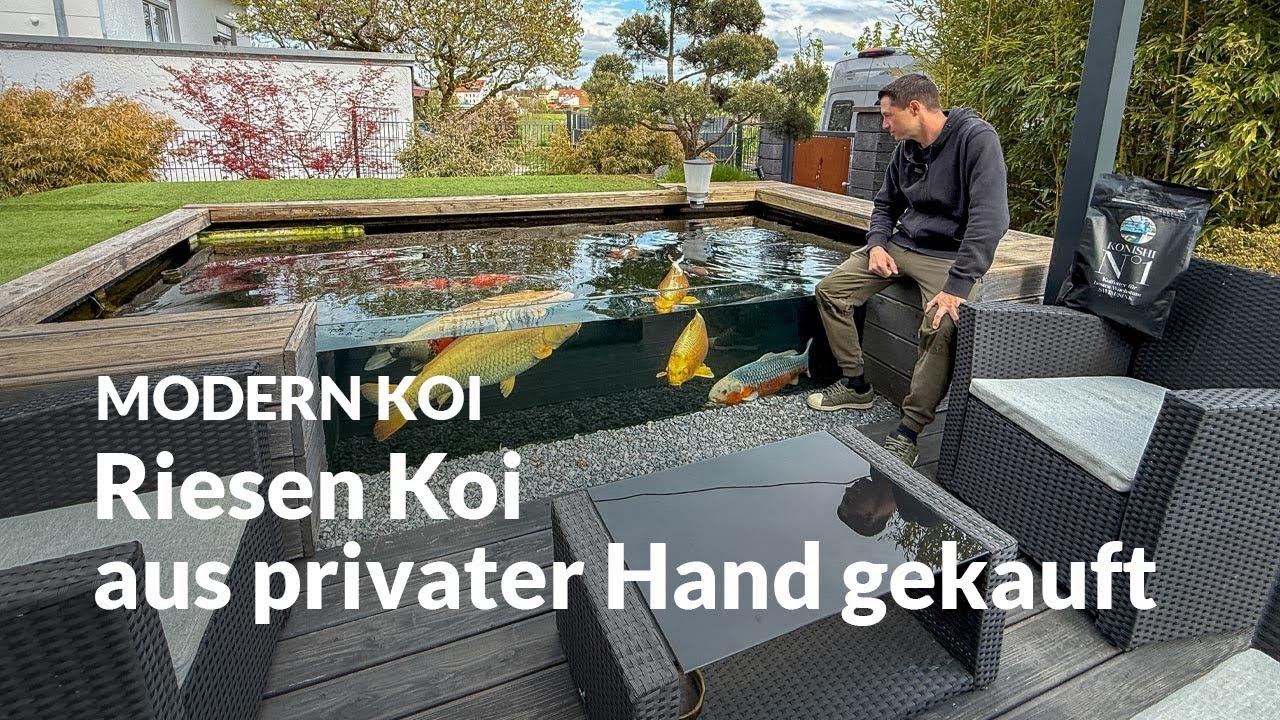 Micks 15000l Teich  | Modern Koi Blog #7463