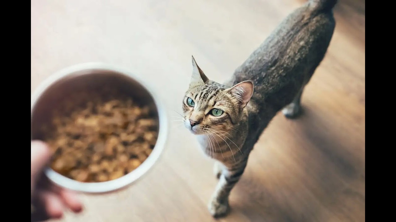 PFAS in Pet Food: A Growing Concern for Animal and Human Health