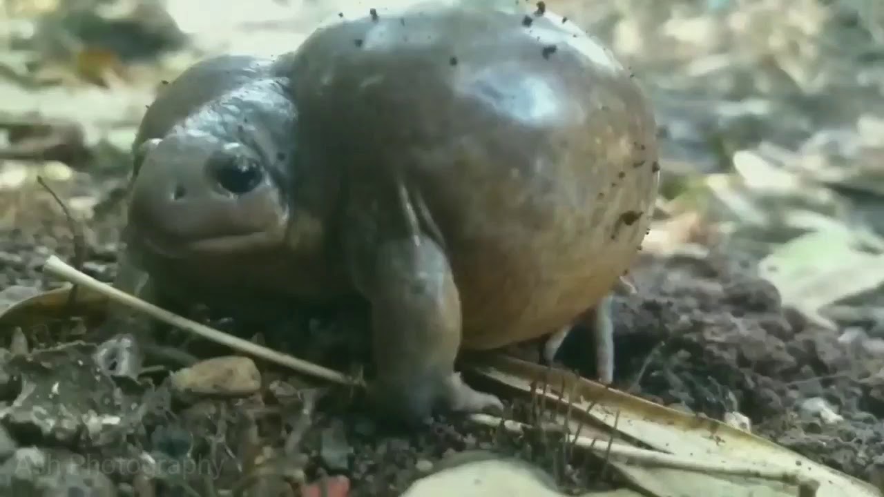Indian balloon frog