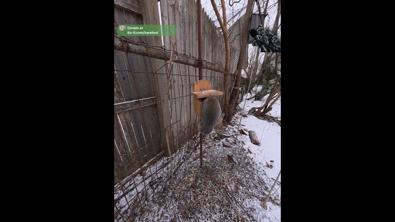 Live Backyard Feeder: Squirrels & Birds Lunch Hour