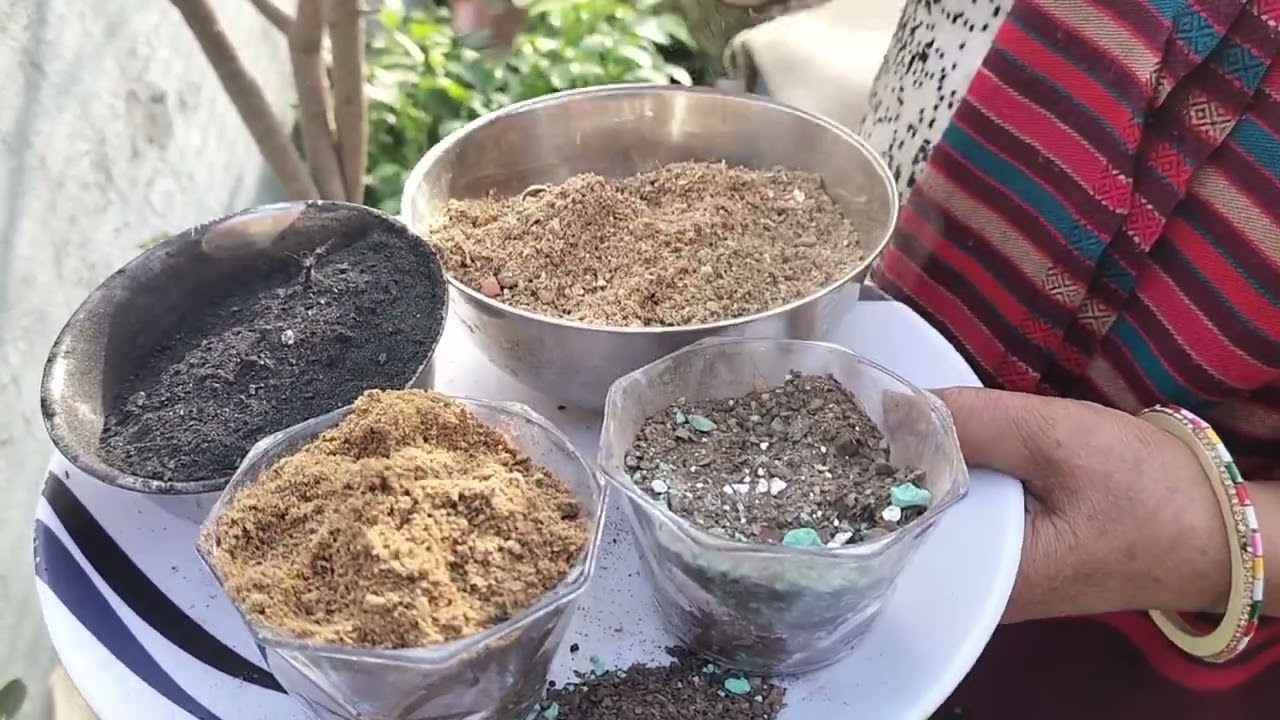 ऐसा कौन सा काम करें जो नींबू भर भर के आए और मिर्च भी भरभर के आए 🍋🍋🍅🌶️🌶️🌺🌺