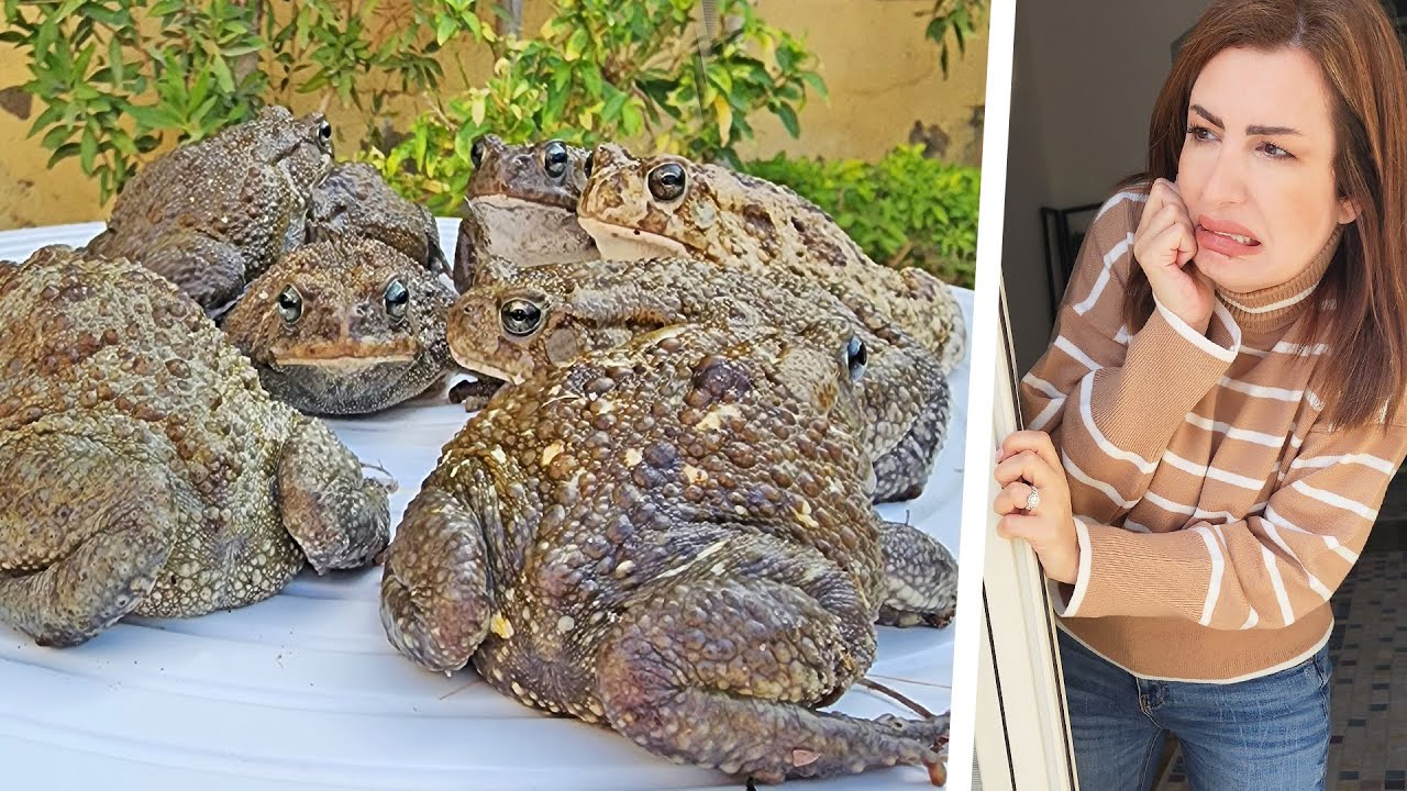 فاجأتهم وحولت البيت لمزرعة ضفادع 🐸 .. !! (ردّة فعل بيبي مارفل 😱😂 )