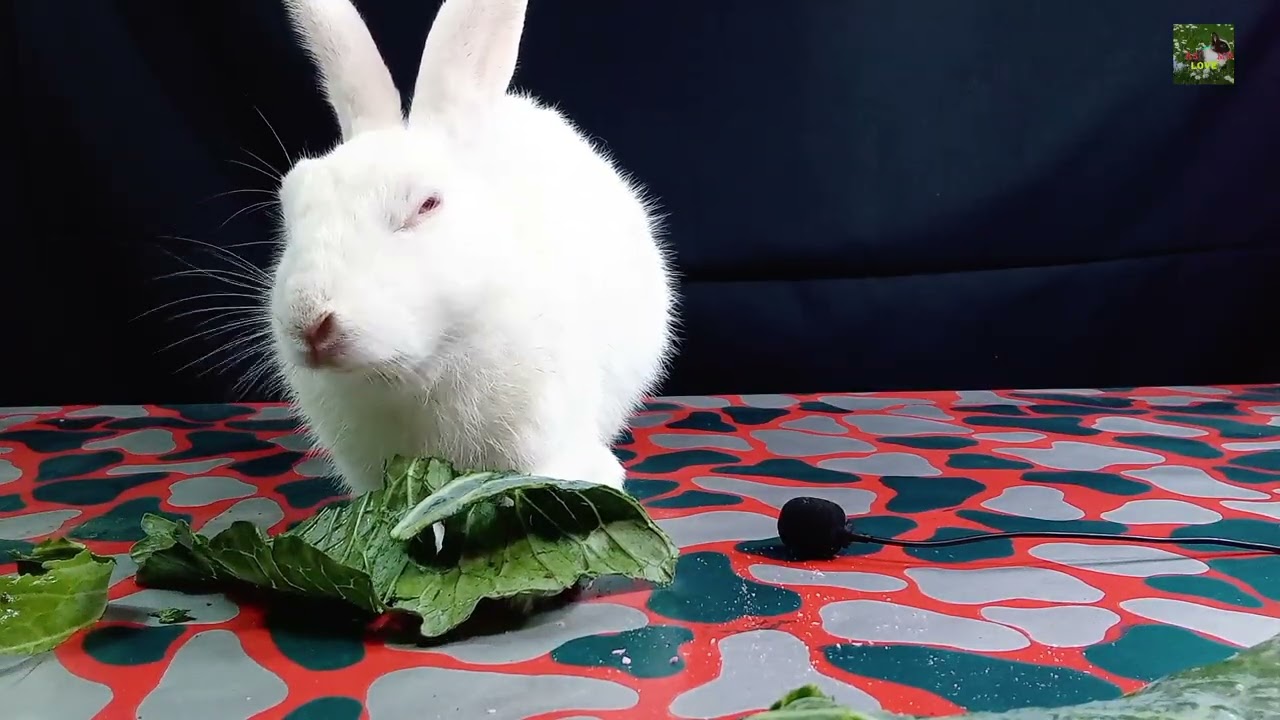  Rabbit Eating Fresh Cabbage ASMR | Crunchy Eating Sounds | No Talking LOVE  asmr 