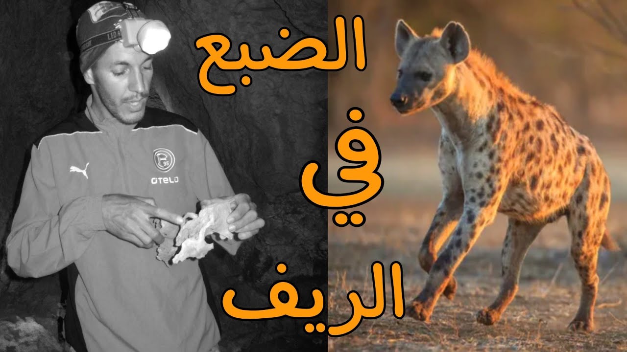 جماجم الضباع المخيفة ☠ داخل كهف كان يسكنه تحت الارض| مغارة الضبع - ifri nifiss