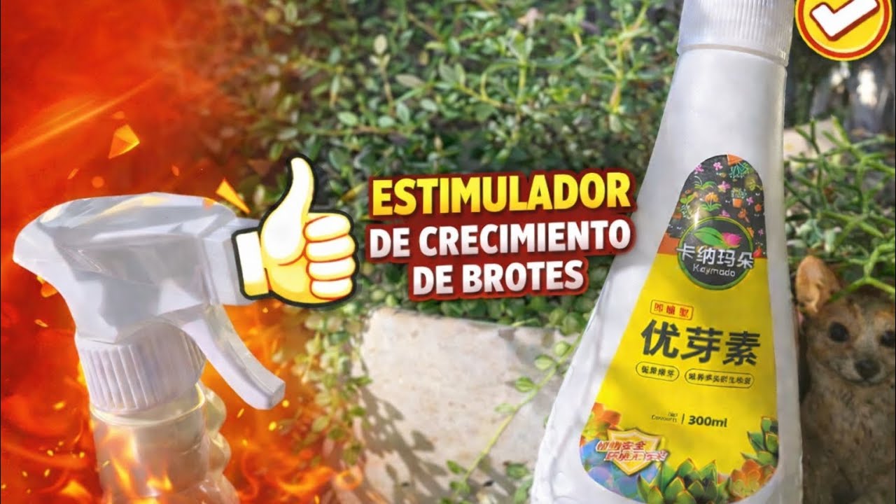 Probando un estimulador de brotes en suculentas
