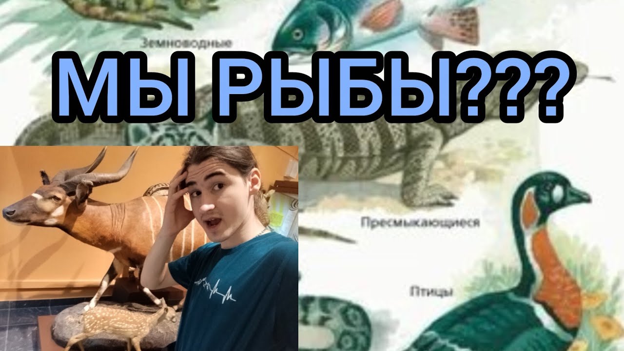 Поясняю за Позвоночных за 8 минут